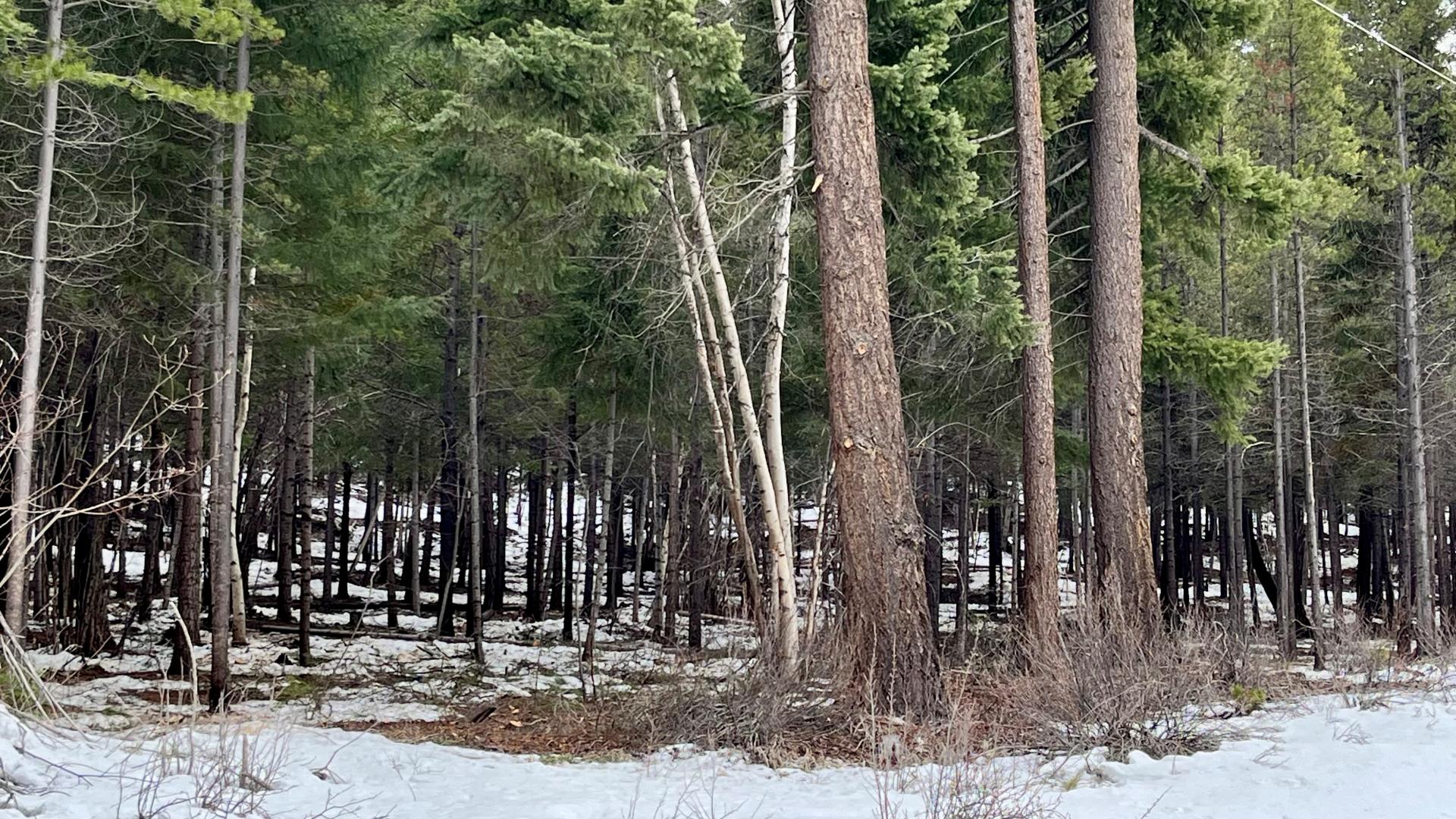 Photo of fuel mitigation work done in Area A of the SLRD.